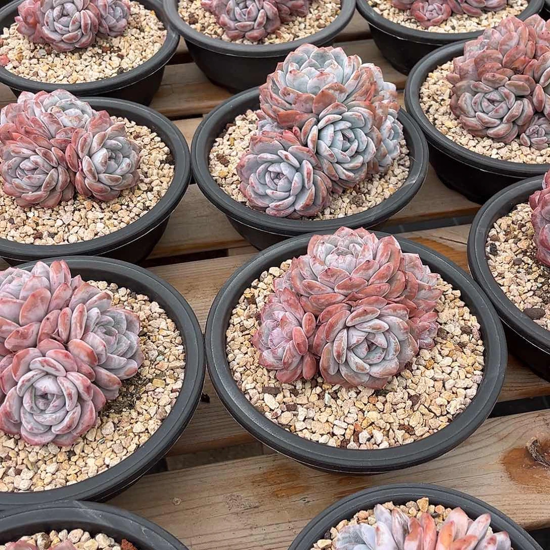 野人寄养发货链接