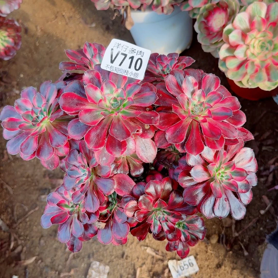 丽娜法师710冠幅23