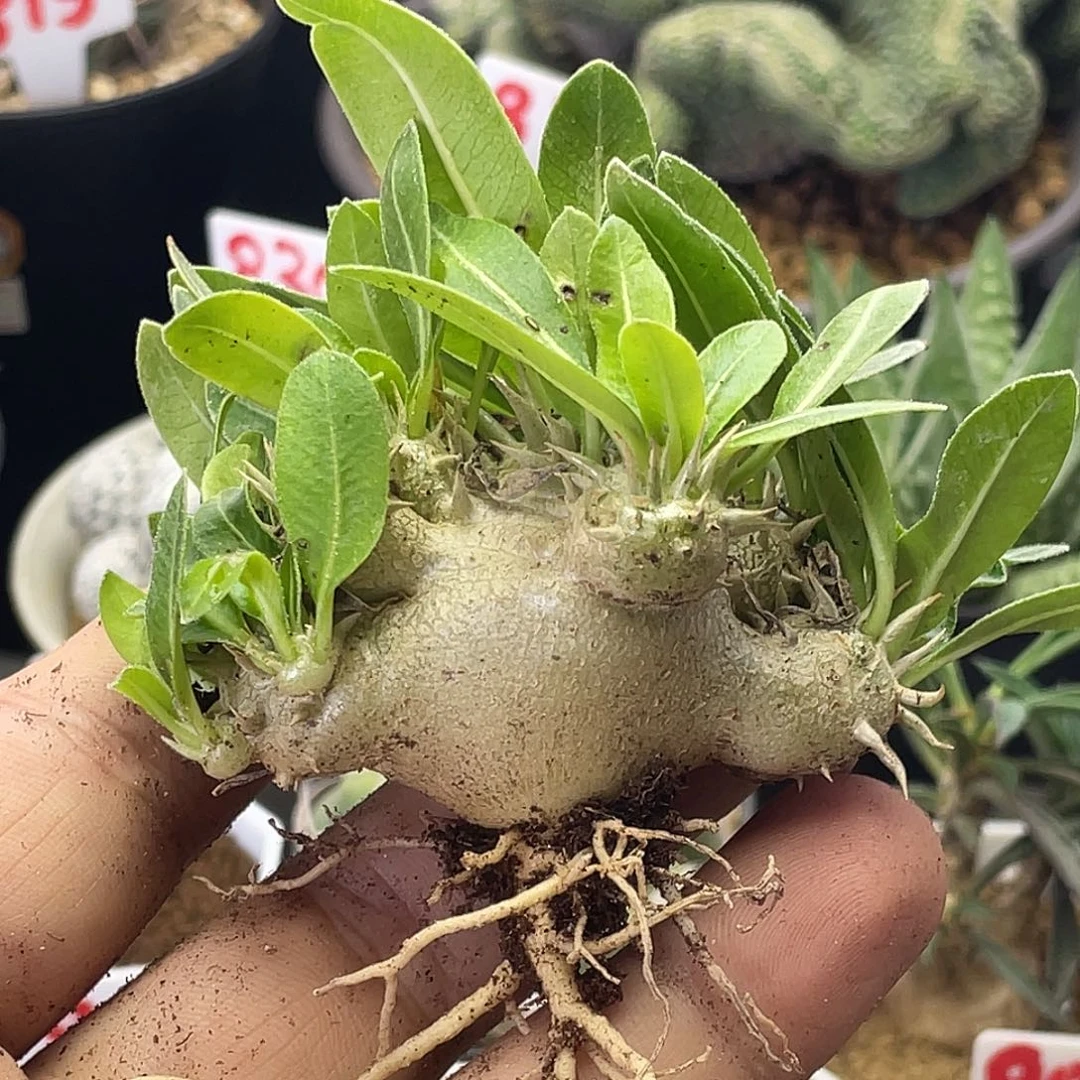 实生老桩惠比 包邮
