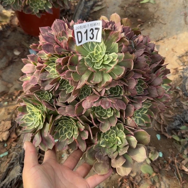 水蜜桃……多肉植物……