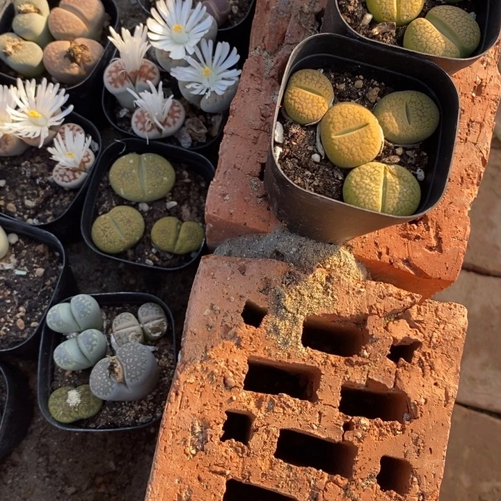 K***k生石花等植物的生长594