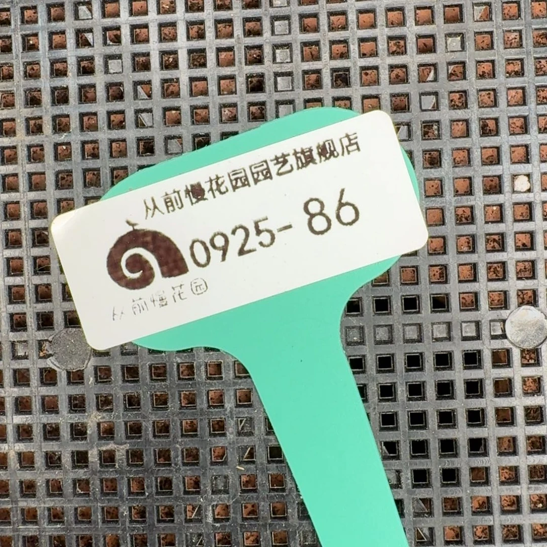 从前慢多肉精选编号0925.86