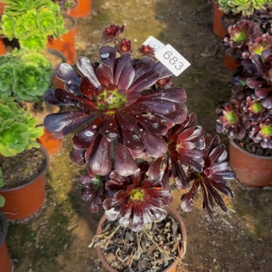 魔法妖桩9号棚653多肉植物