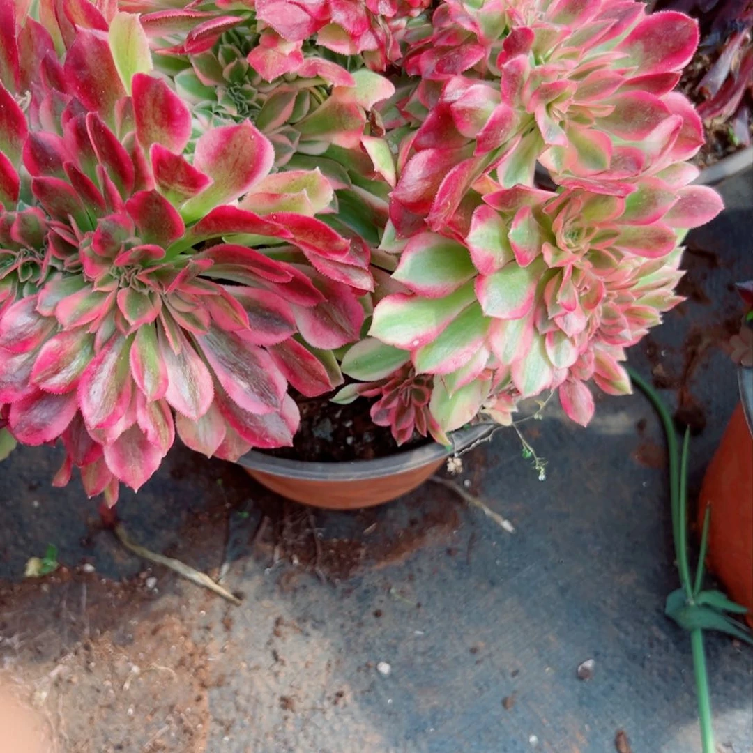 我1409 号多肉法师新年特价粉公主