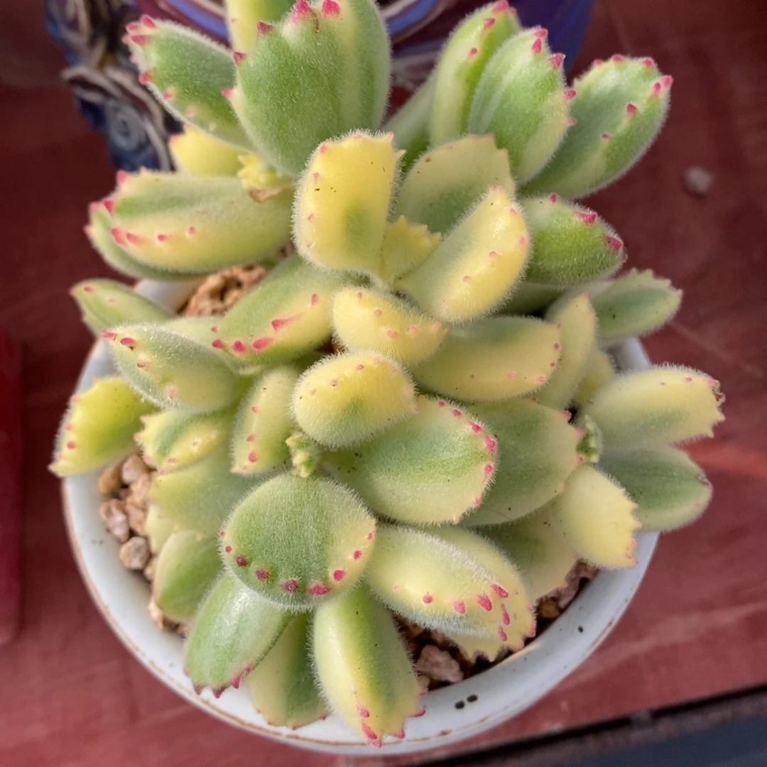 白熊群生一物一拍