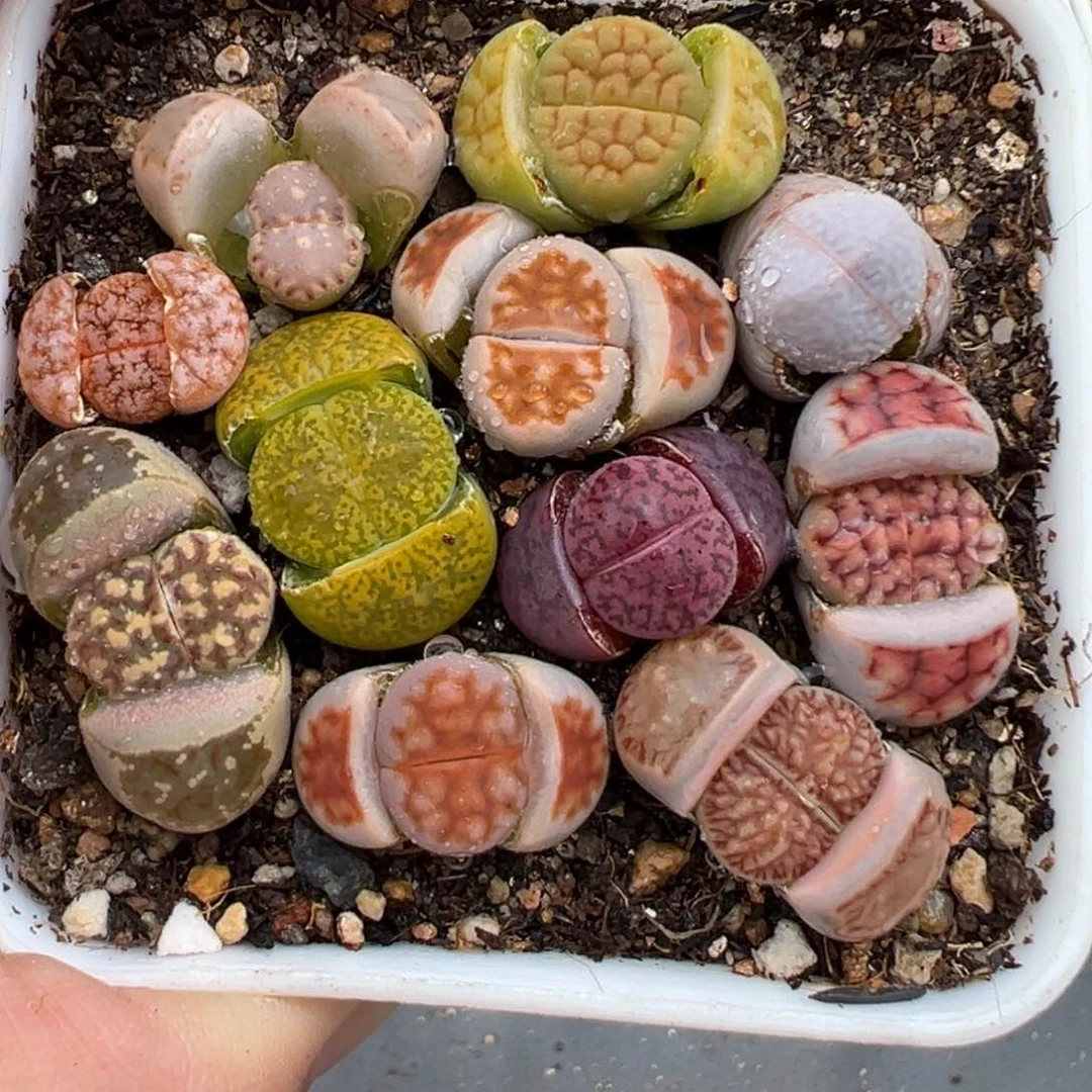 2.13好看的多肉303