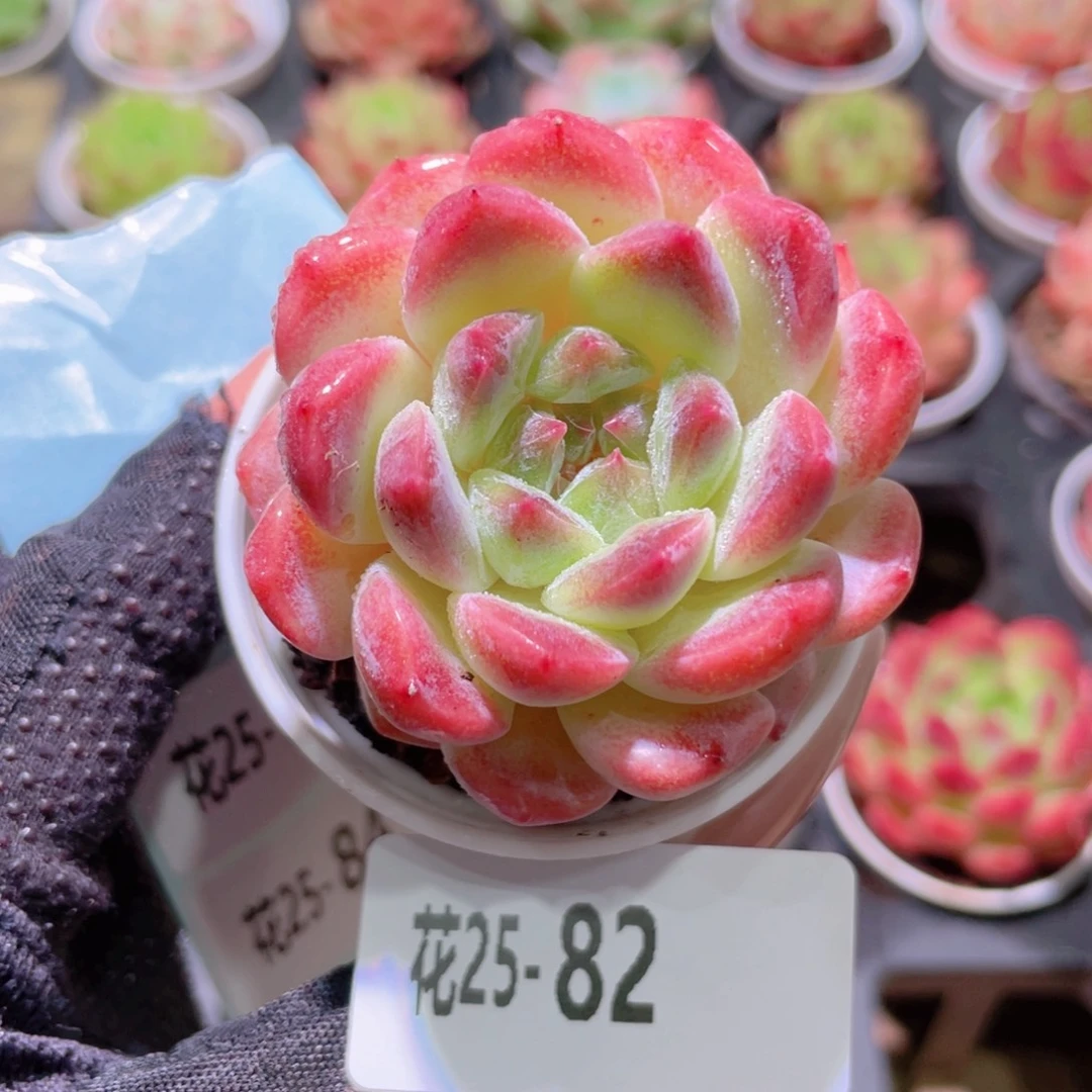 花利美25-82秘境冰魄