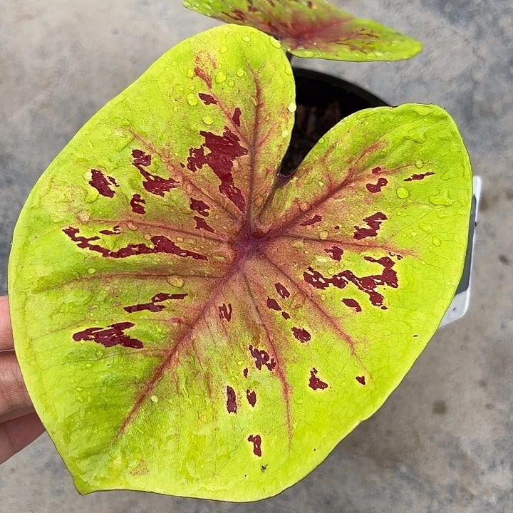 20-0221彩叶芋广东现货