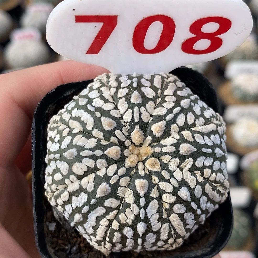 708兜系列产品福利来袭