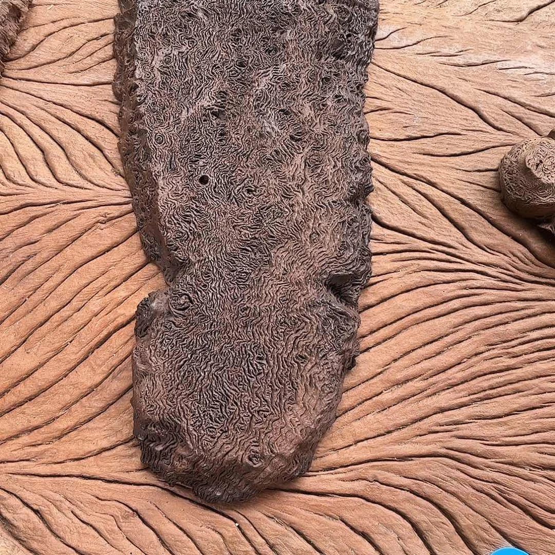 ༂****木铁栎木长条形干泡