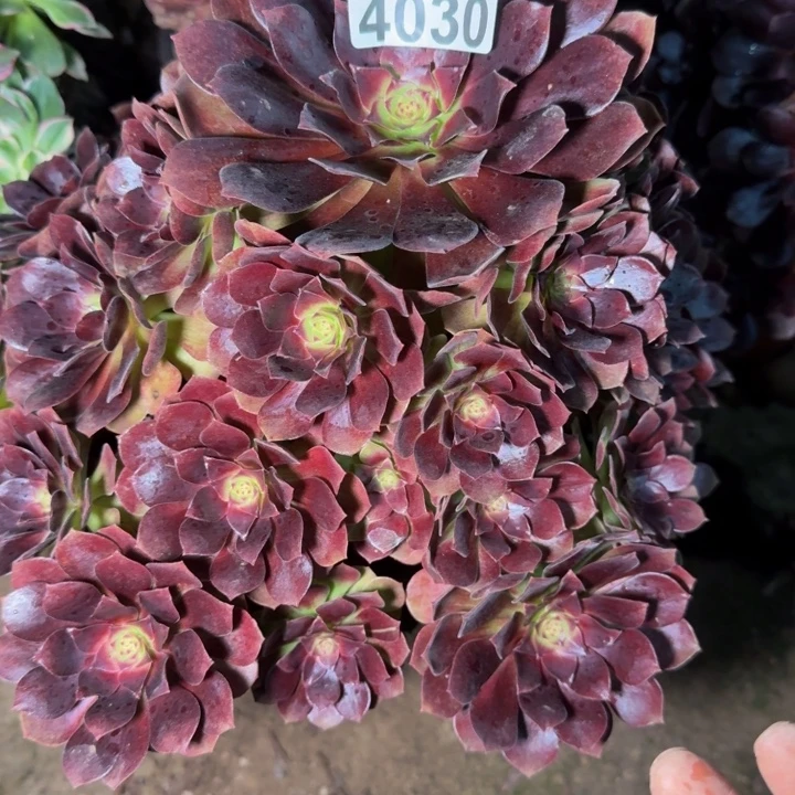 4030美人不包段枝