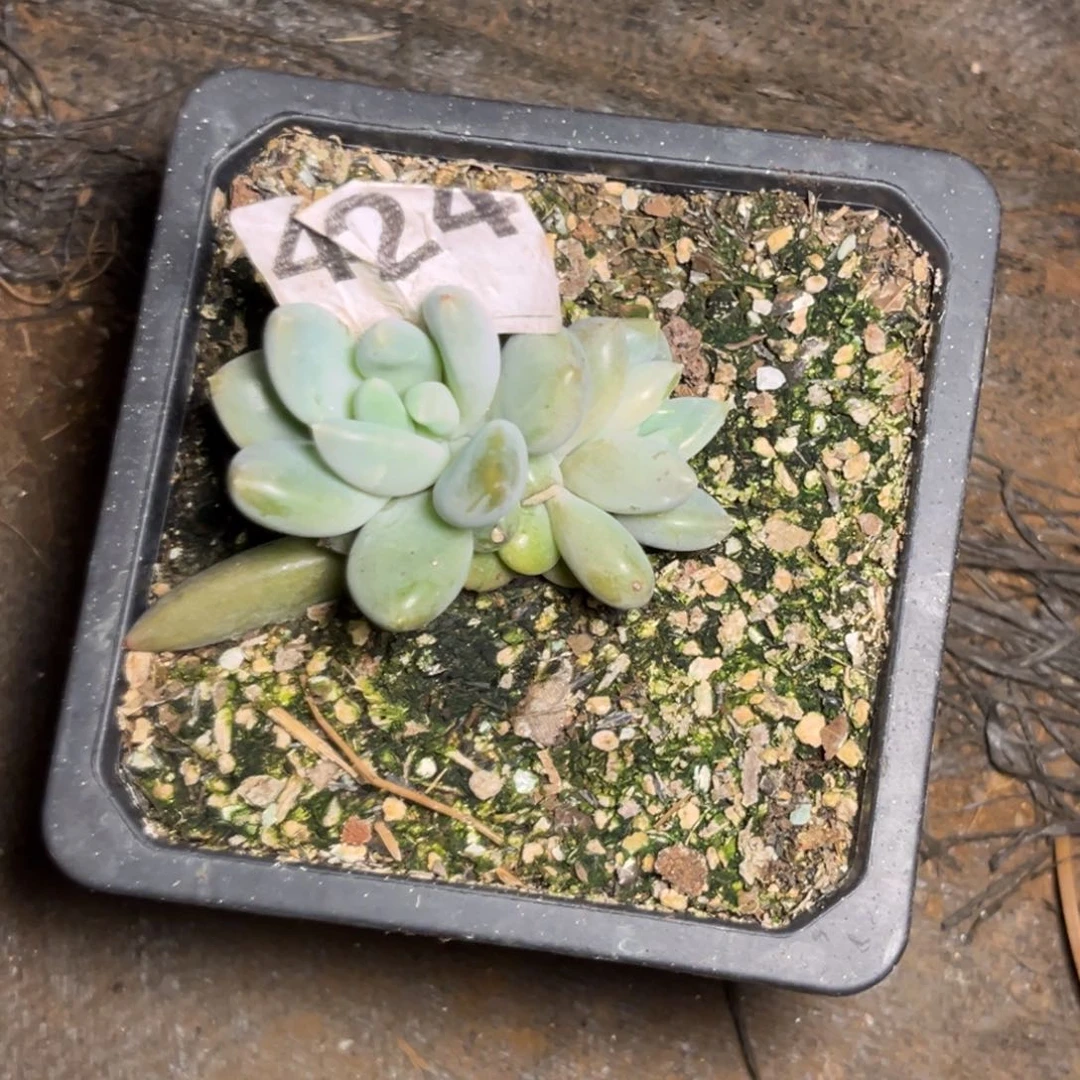 多肉植物哥特群424