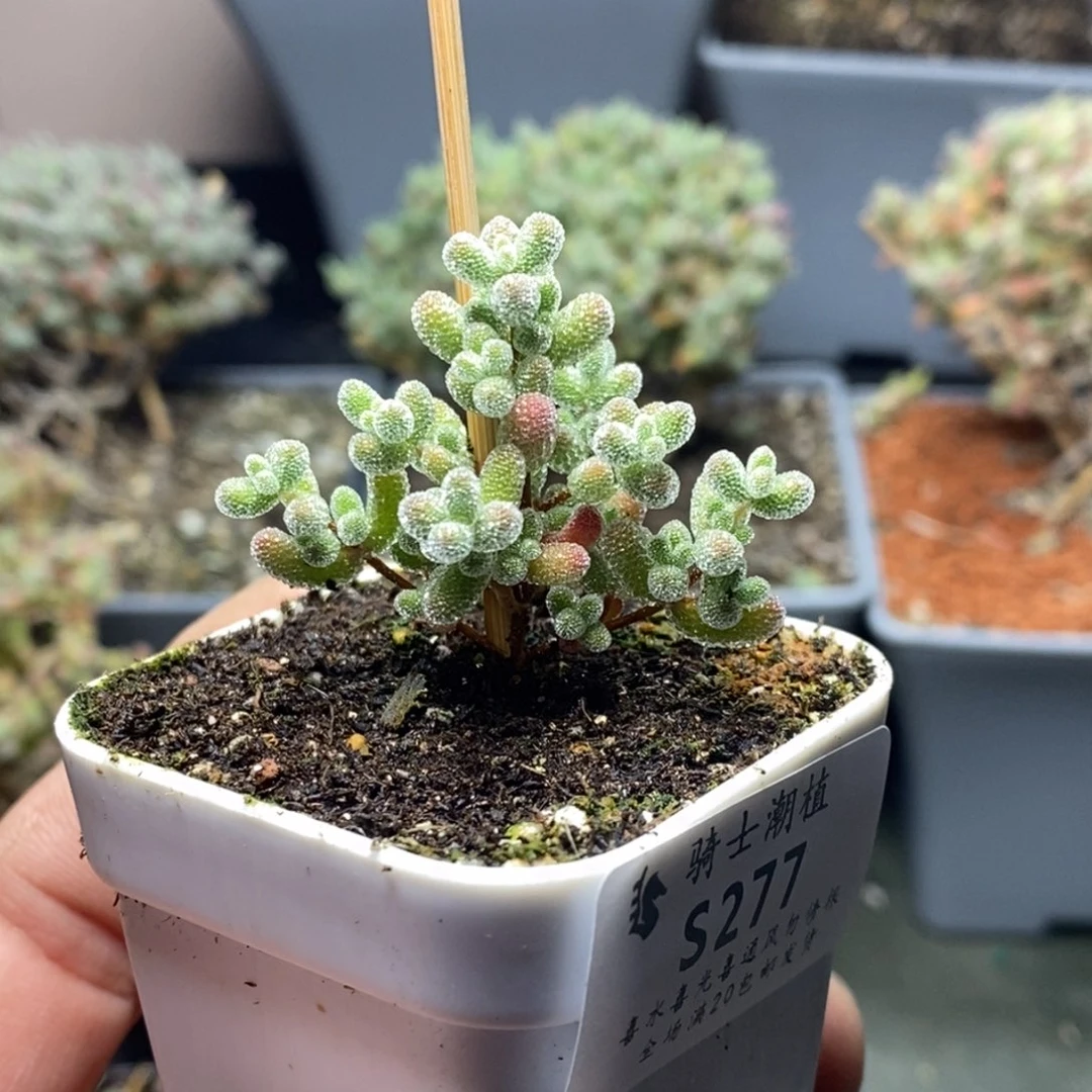 牛****气277实生优选冰晶枝干