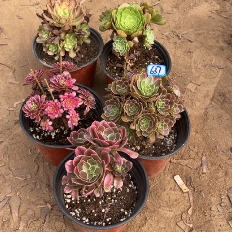 牧***格637多肉植物组合，