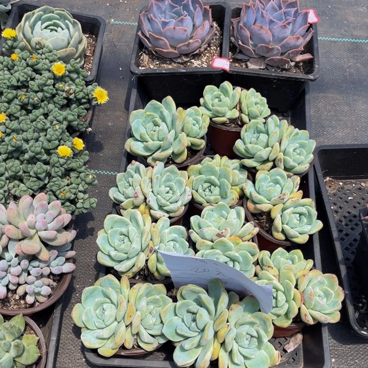 瑞***露西娜两冰玉不包整十一颗