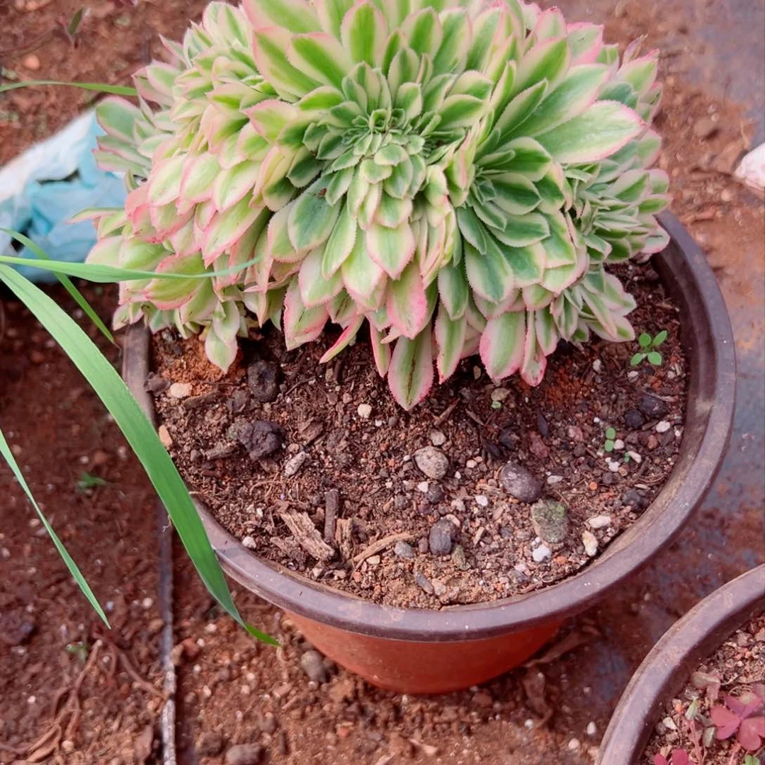 我1359 号多肉法师新年特价碧玉