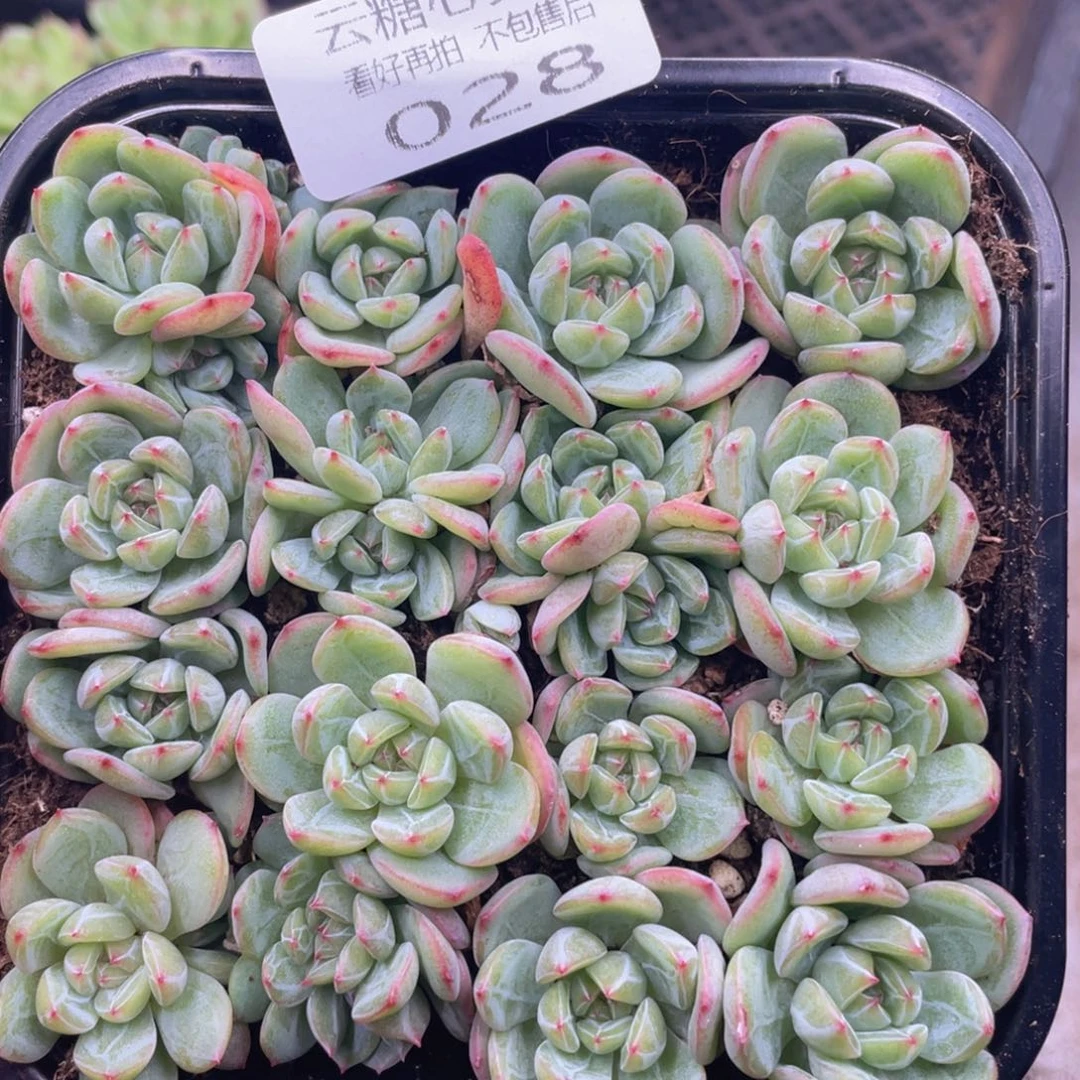 云糖心多肉植物28