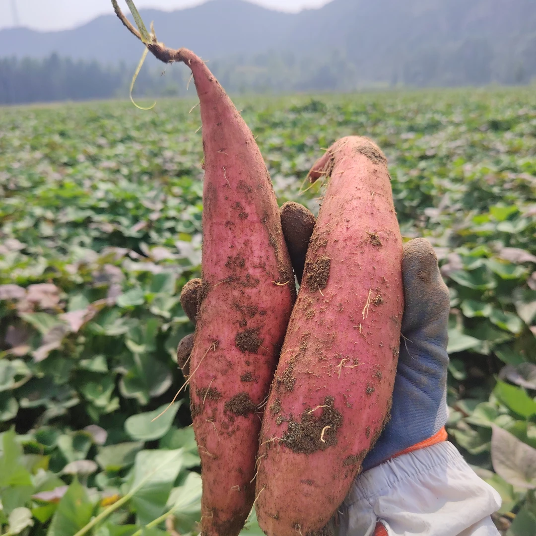新鲜现挖沙地蜜薯软糯香甜口感好