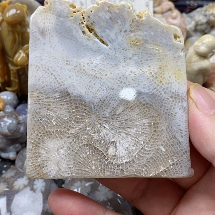 颈饰未镶嵌硅化珊瑚（珊瑚玉）