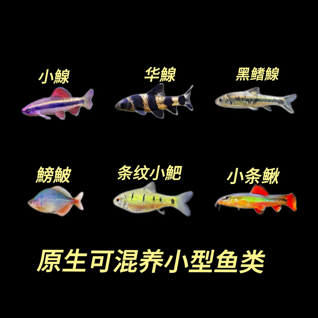 【原生溪流小型鱼】小鰁、华鰁、黑鳍鰁、美丽小条鳅、鰟鮍条纹小䰾混养
