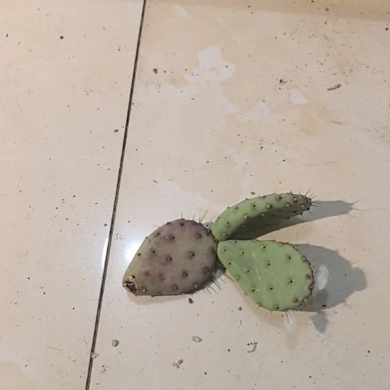仙人掌侧芽仙人掌，一片价