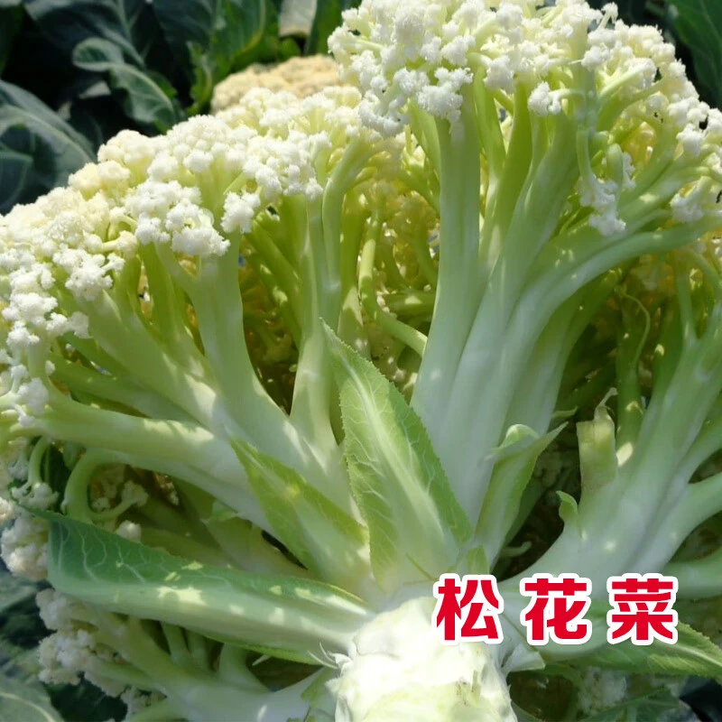 松花菜种子春秋两季青梗松花菜白青梗花椰菜种子杂交种室外菜地