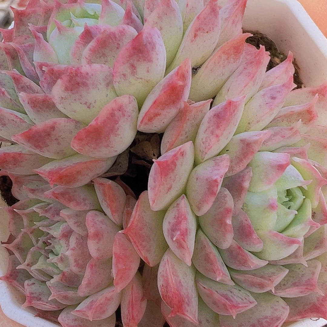 朱砂痣群19包邮多肉植物