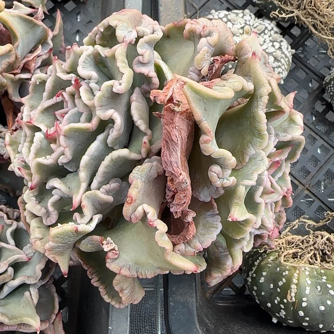 从前慢甄选多肉编号饺子皮