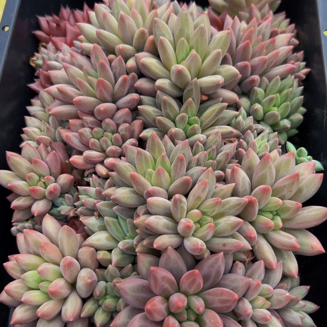 073多肉葡萄的价格是多少啊哈哈笑