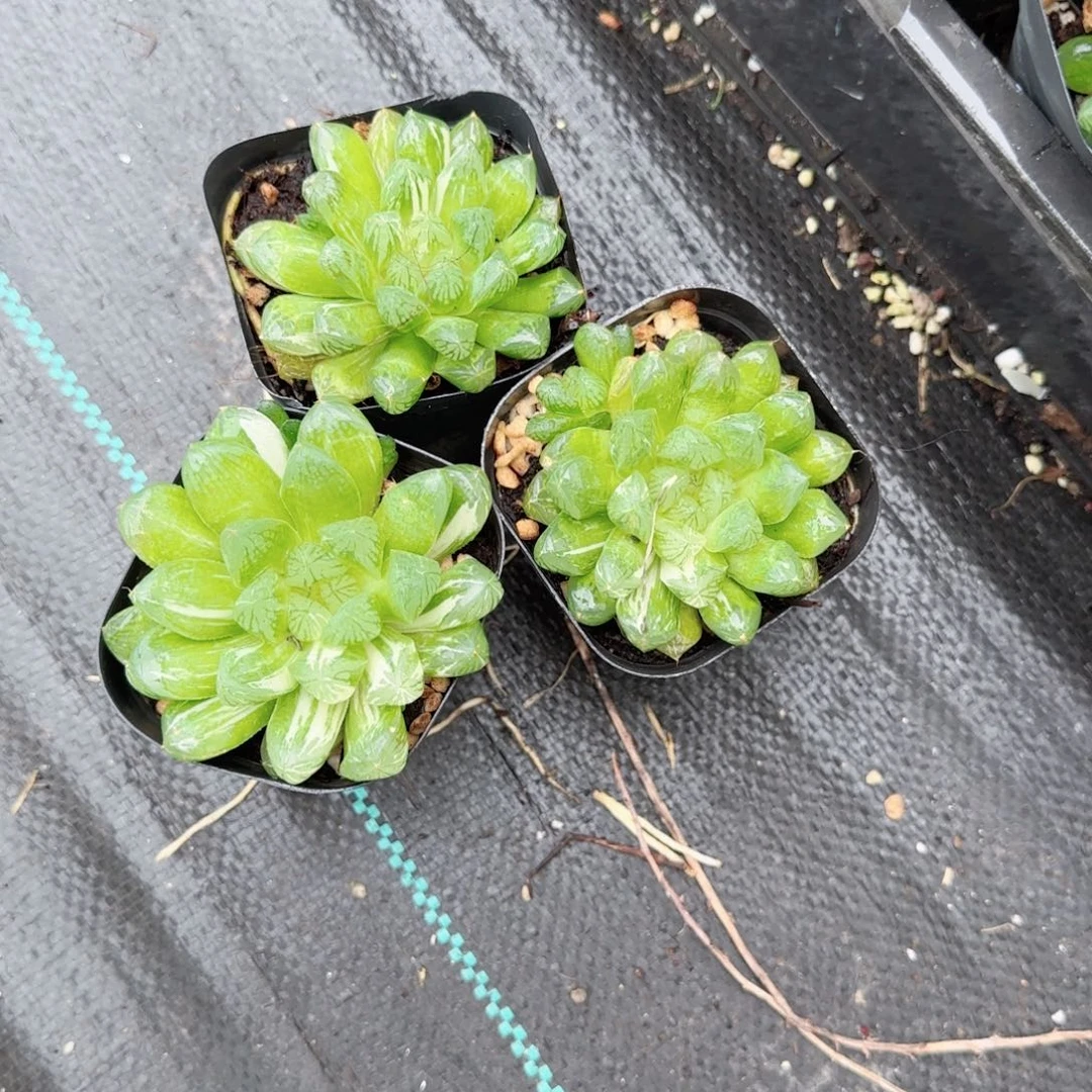 微锦苏州多肉植物一颗