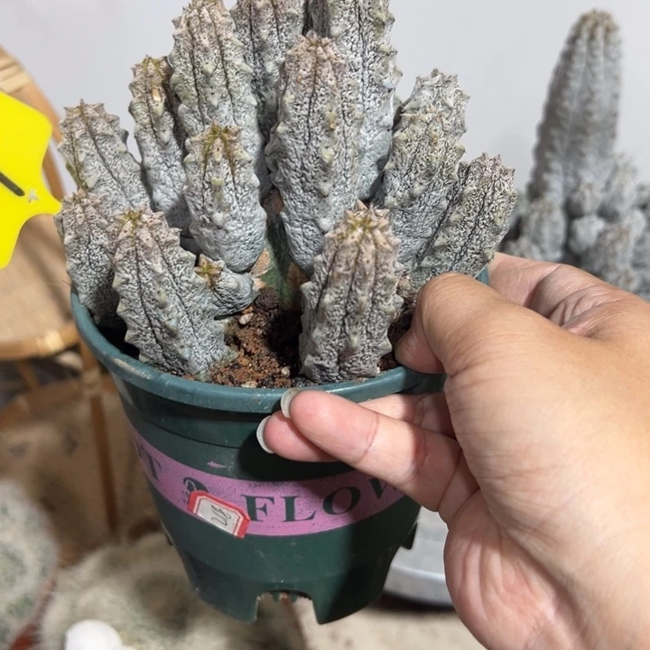 群生水泥柱111111111