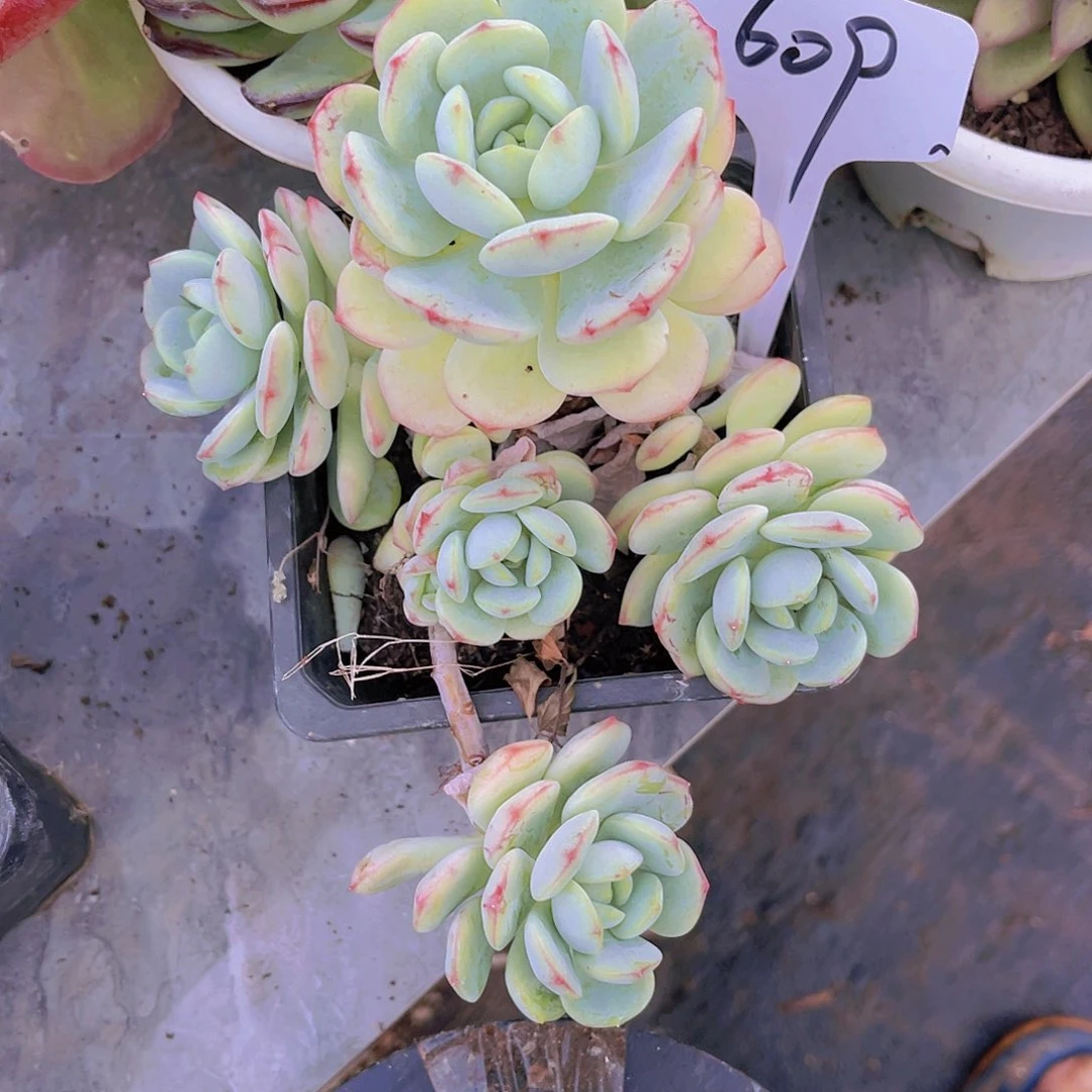 盛****花0000000000000000609