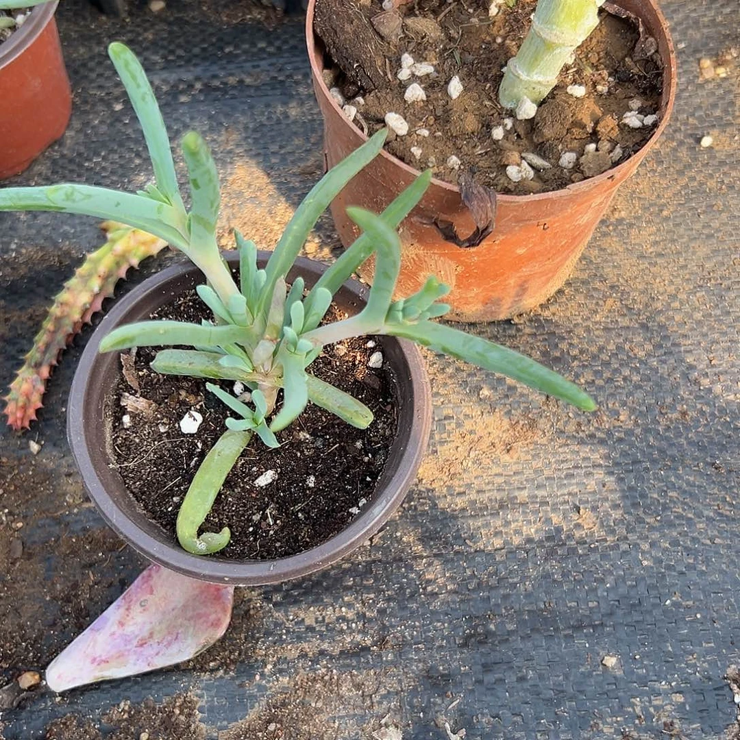 多肉植物橙花奔龙