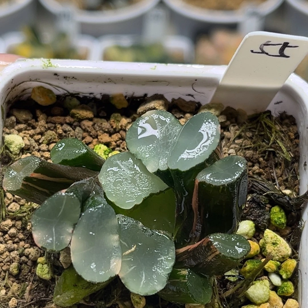 55欧大宝万象锦福利专场