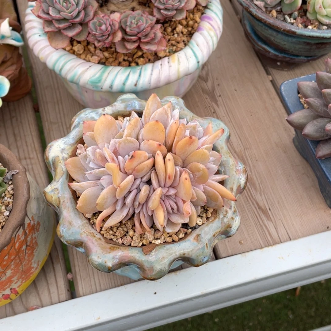 豆总多肉雪特朵朵