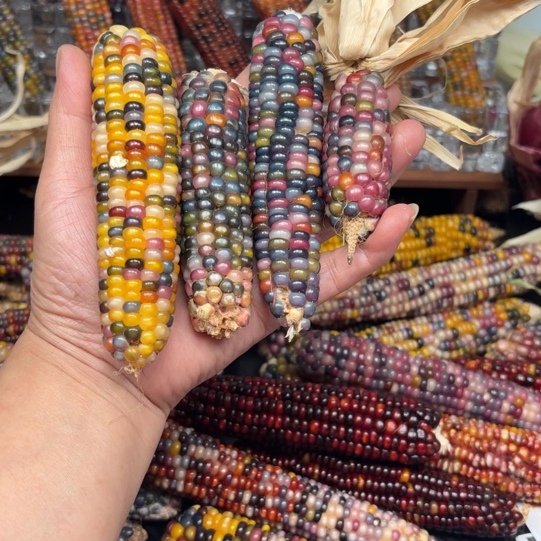 柏香籽/百香籽吊坠?**迹