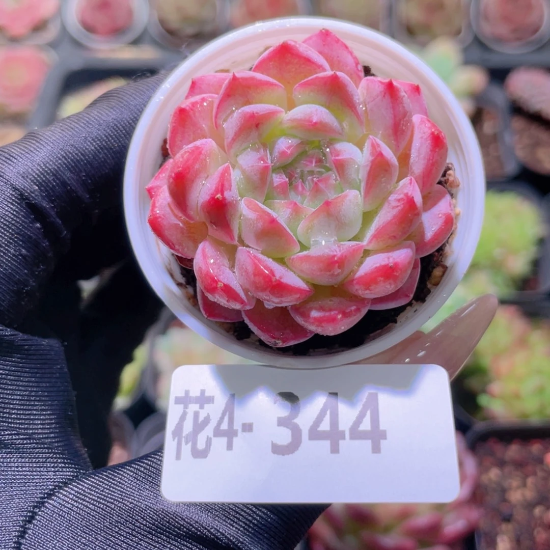 花利美 4-344白桃汽水