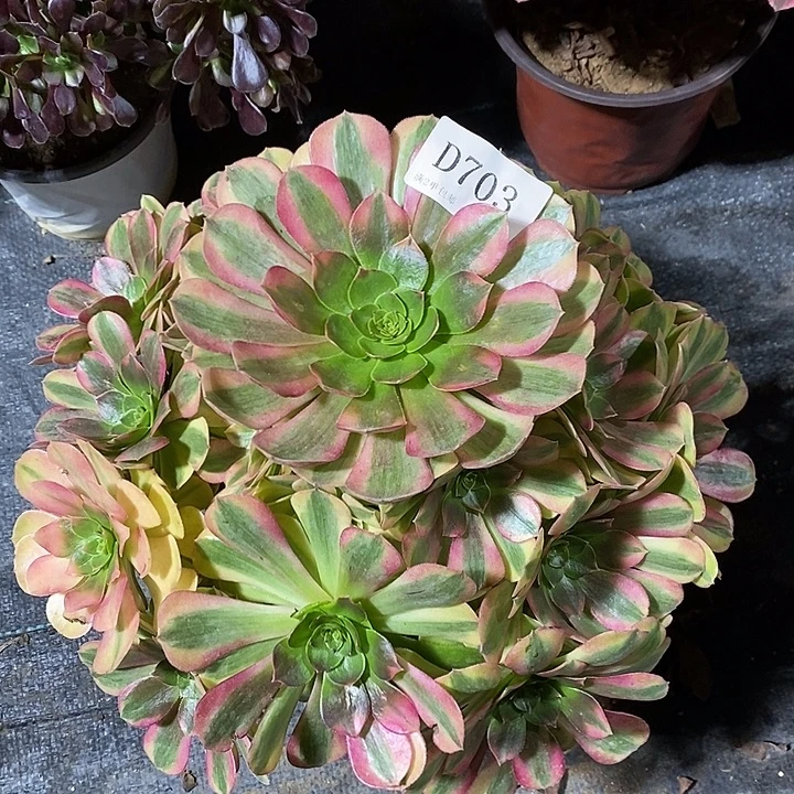 703雨荷多肉植物法师锦
