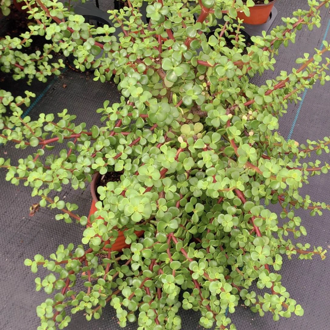 雅乐之舞1个脱土