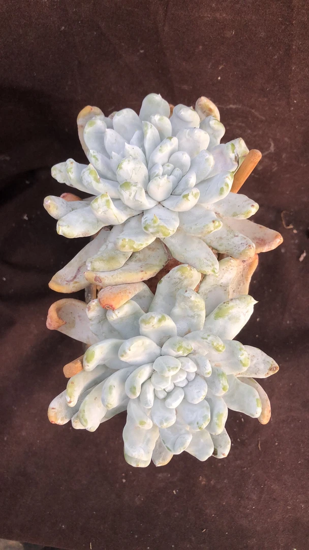 拇指老桩精控大花朵脸