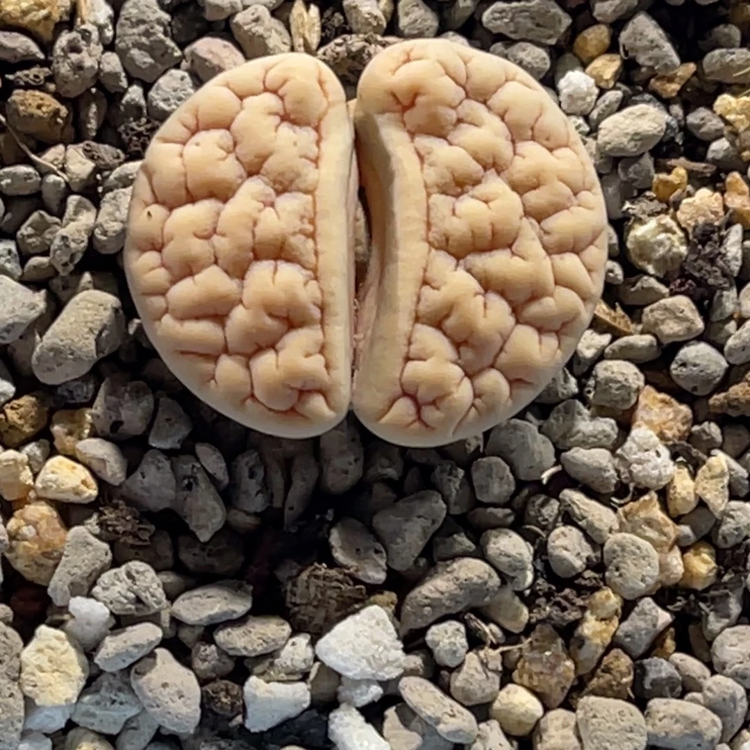 4174凹凸189尺寸2.4