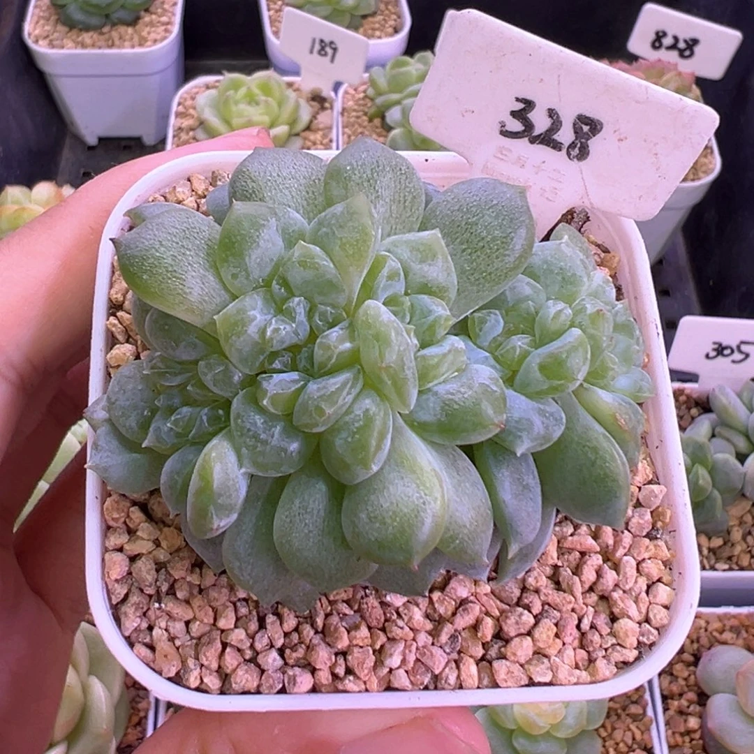 328号糖心缀化 晗雨多肉