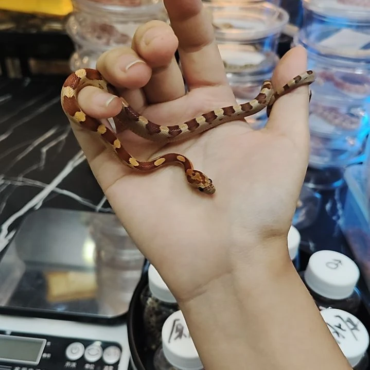 原色玉米小蛇宝宝