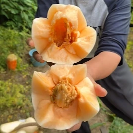 【白沙蜜秋甜瓜种子】四季种植盆栽地栽阳台小院种植