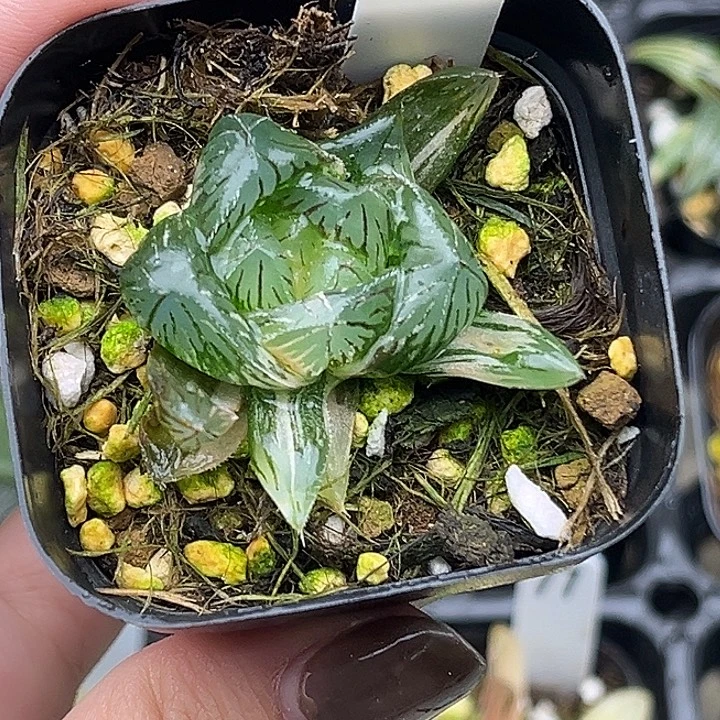 80特大蓝镜玉露锦头家多肉十二卷