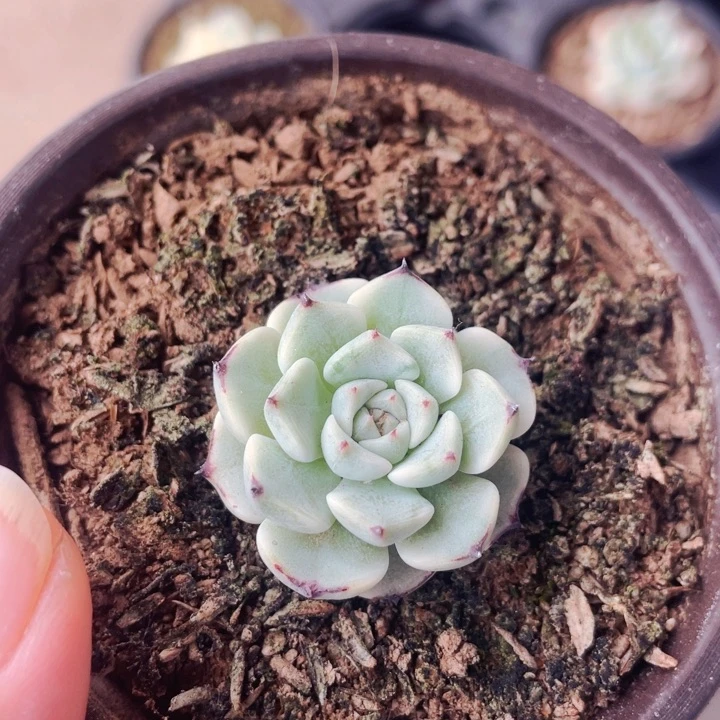 纱罗姬牡丹锦55555500000