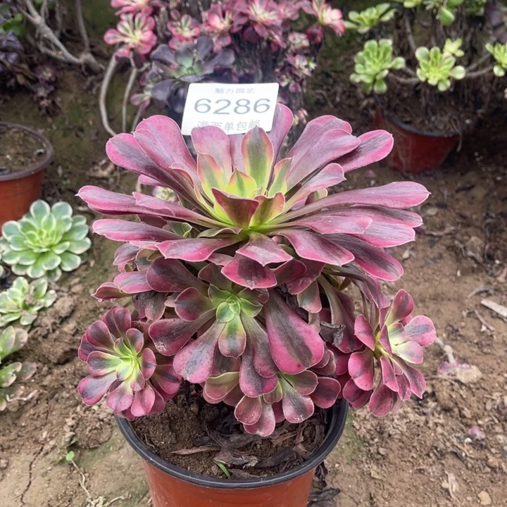 6286美杜莎的人多肉的