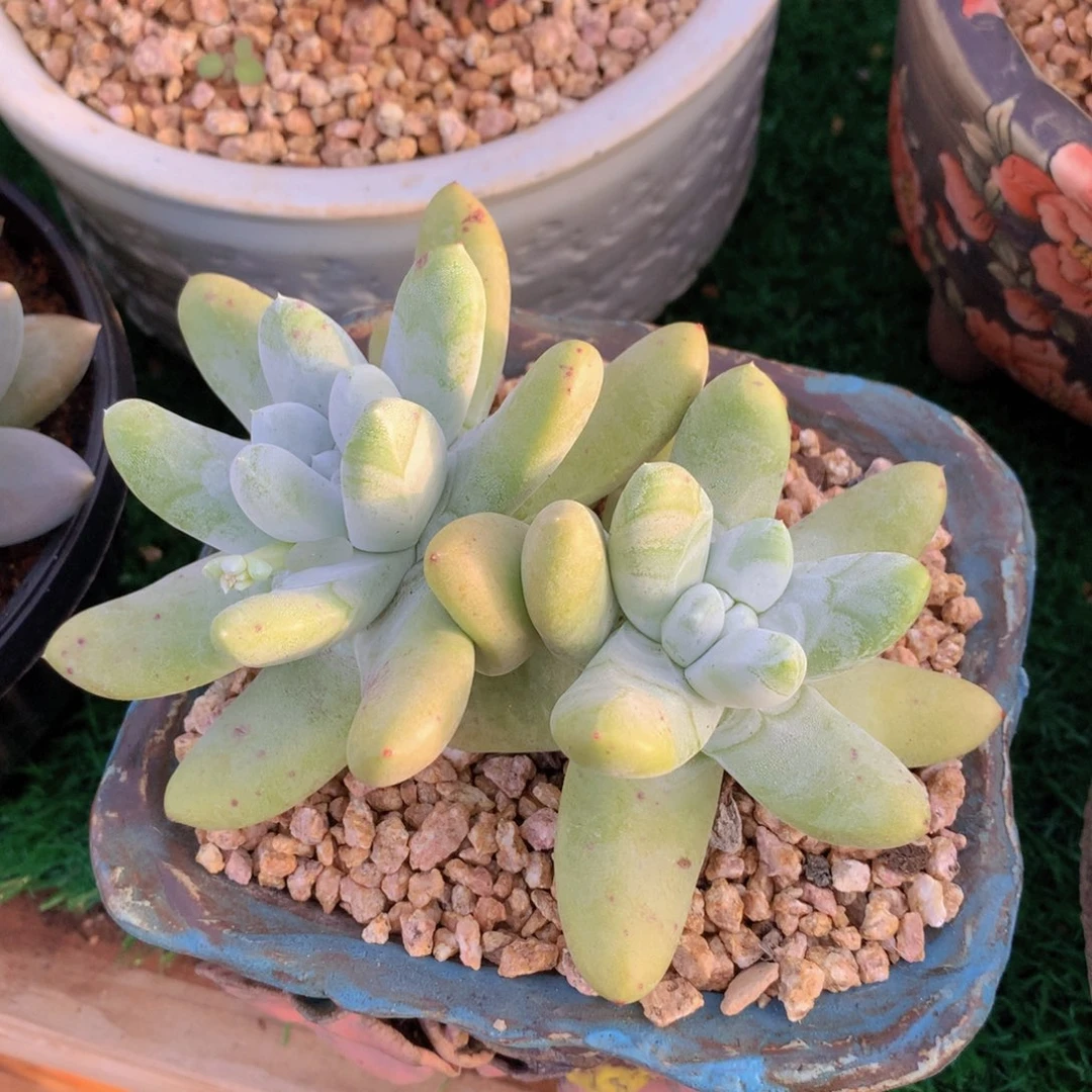 拇指12 公分一物一拍