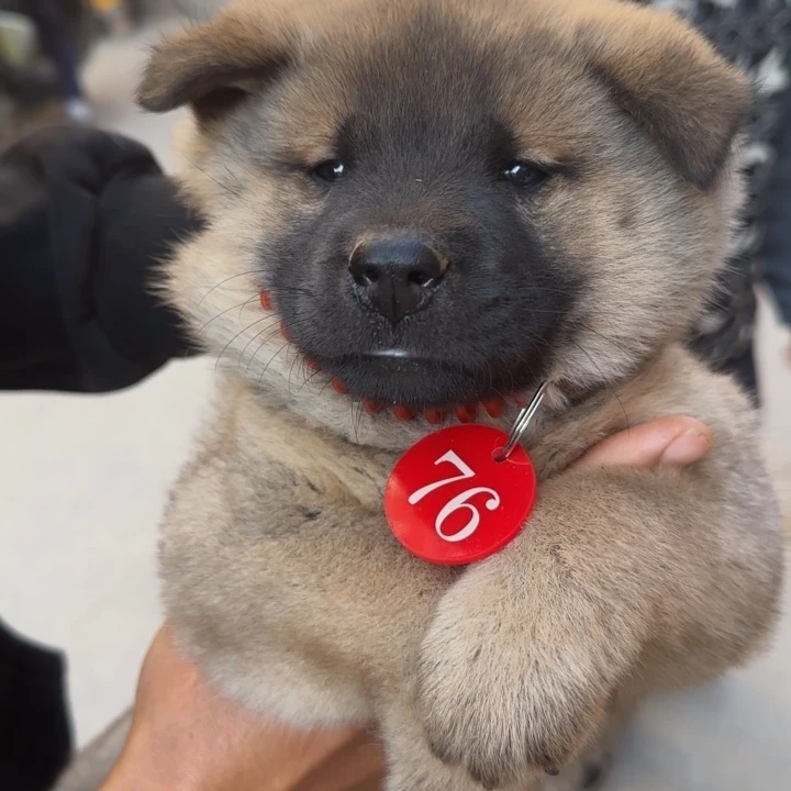 中华田园犬黄狗小公代淘不包邮不包售后