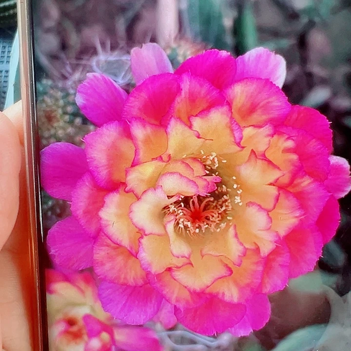 毛花柱苏乞儿侧芽拍一发二